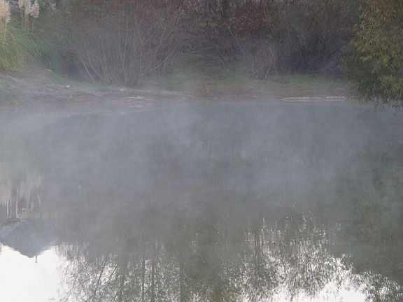 Our pond