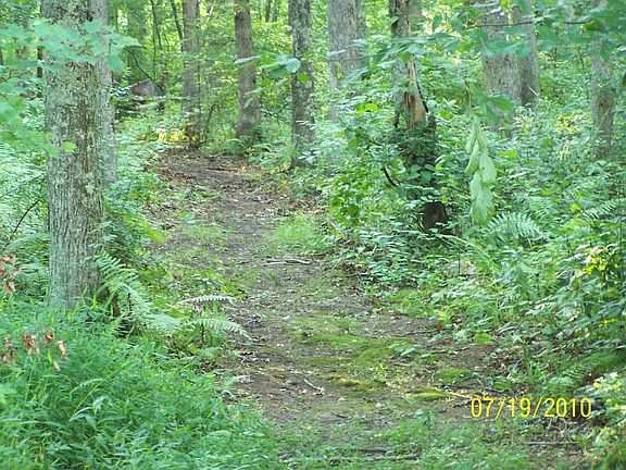 fern lined walking trails