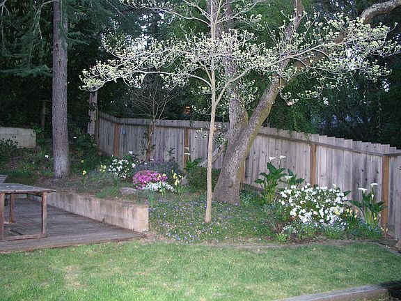 Dogwood and azalea back garden