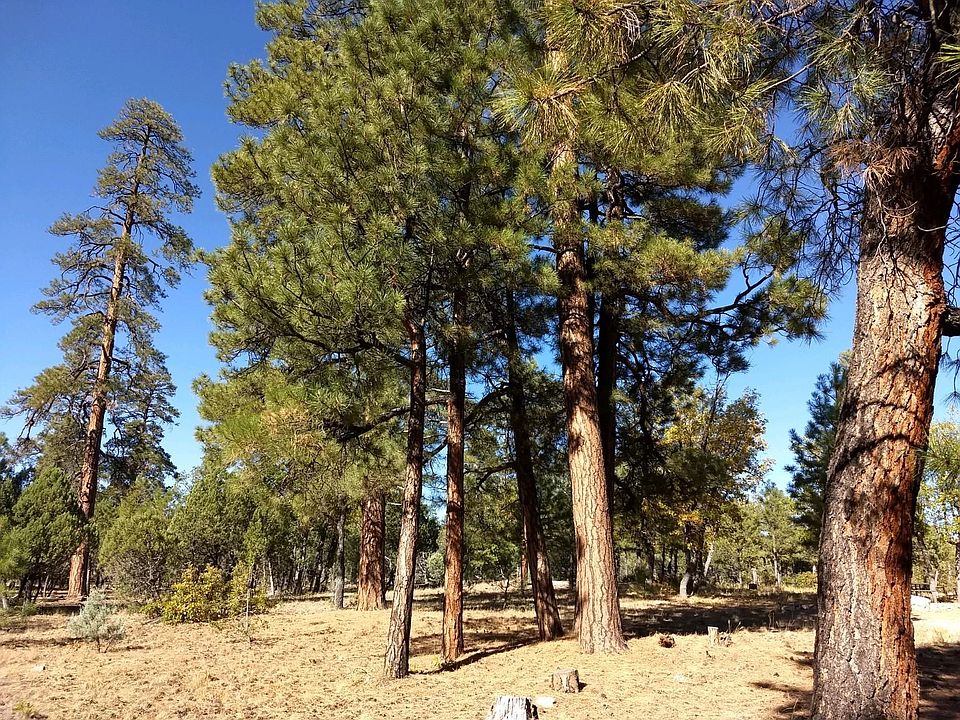 2nd image of 1692 Sugar Pine Dr