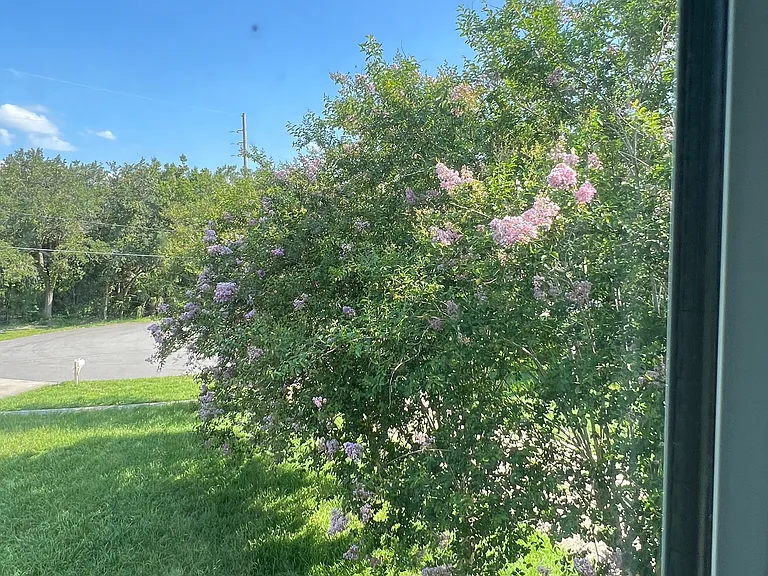 The front yard from bedroom window