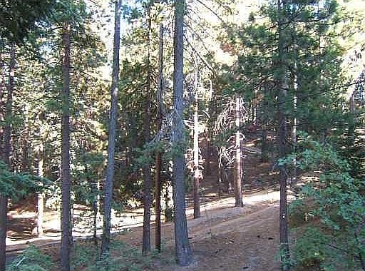 Nestled in pines & oak trees