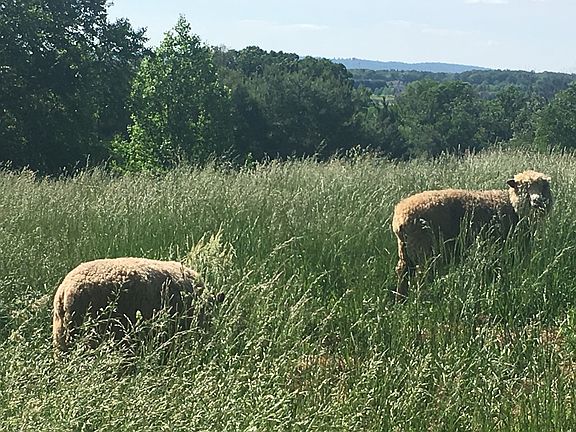 Bring your animals - Fenced.
