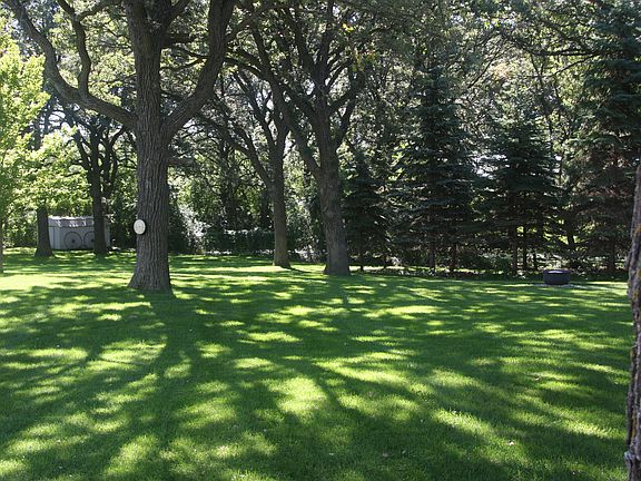 Mature Oak Trees