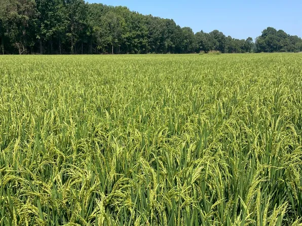 801 County Road 324, Jonesboro, AR 72401