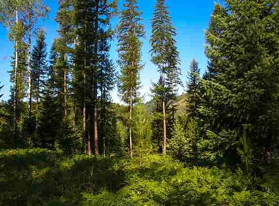 5th image of Nhn Little Beaver Creek Rd