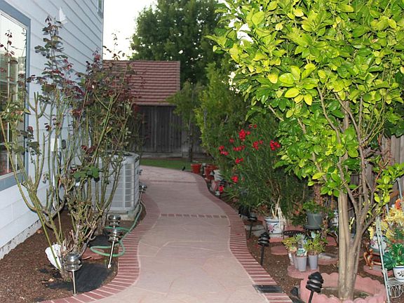 Side yard with Rose bushes and
