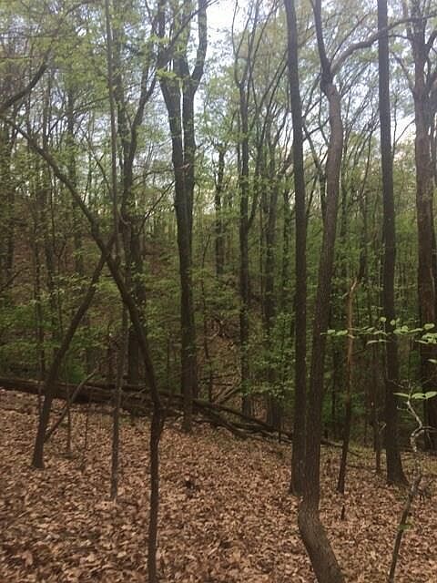 1st image of 3018 Wild Turkey Blf Lot 3018