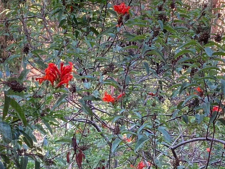 Native Plants