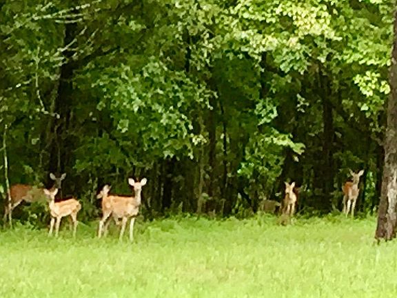 Nature on the property 