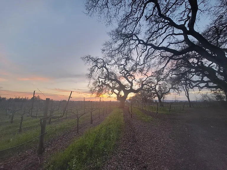 vinyards