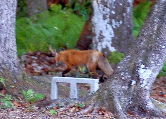 Fox in Back Apr07