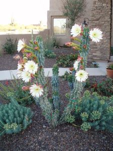 31009 N 155th Pl, Scottsdale, AZ, 85262