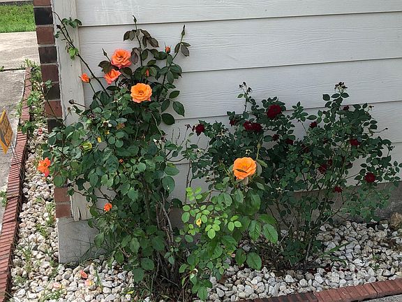 Roses