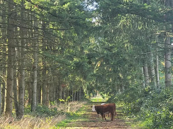Forest Ridge Rd NE, Silverton, OR 97381