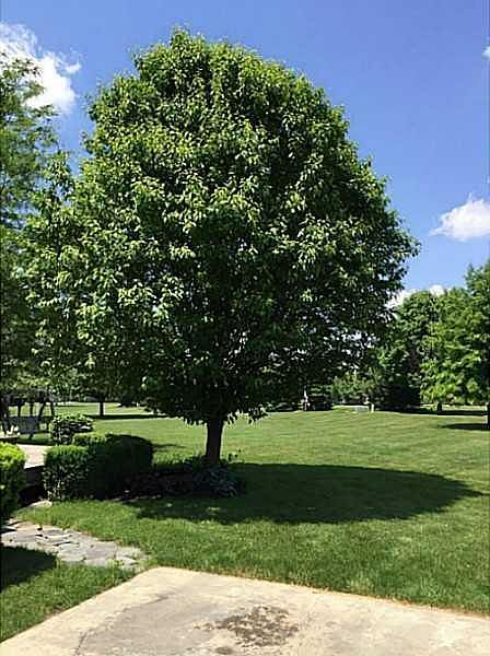 2nd image of 1774 Raccoon Way