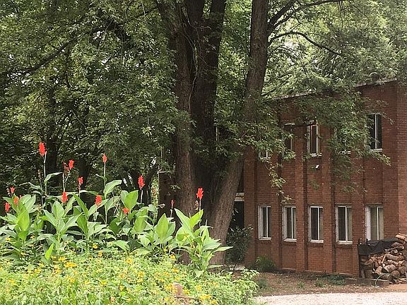 Backyard View (Summer)