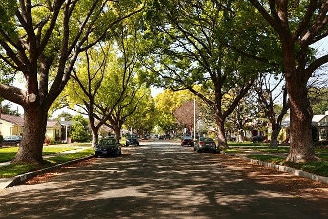 Beautiful tree line Street