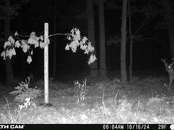 3rd image of Springbrook Rd