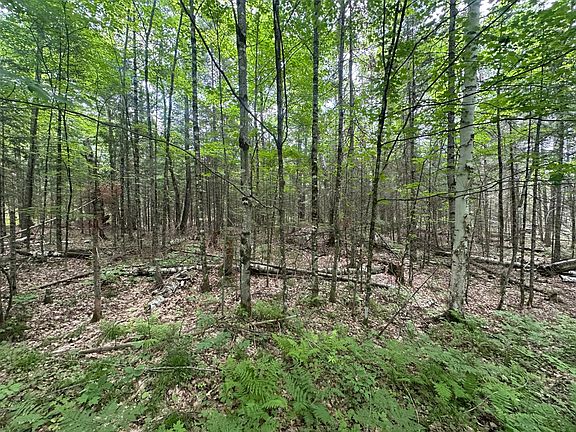 4th image of 56AC Black Forest Rd