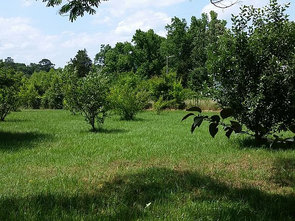 Established apple and peach orchard