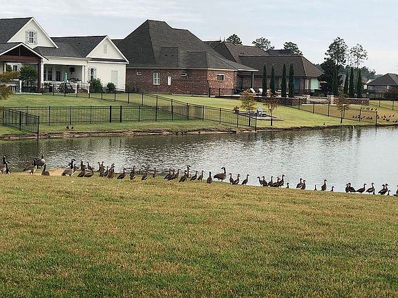 Daily waterfowl view