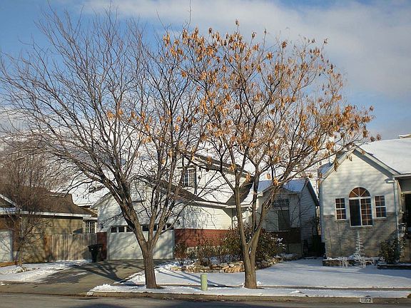 Front with Tree's