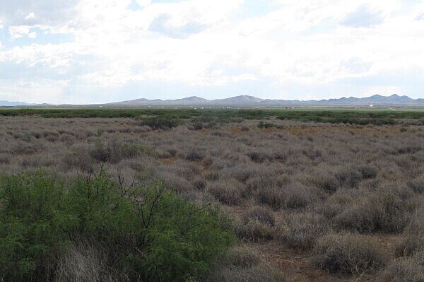 Grassland