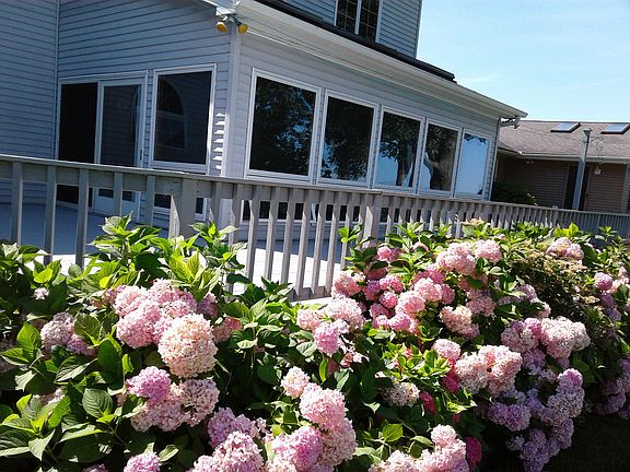 Hydrangea hedge by deck