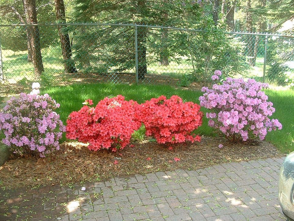 patio azaleas