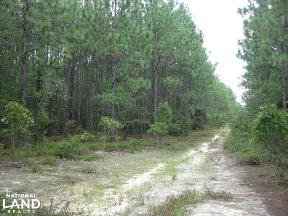 Long leaf pine stand.