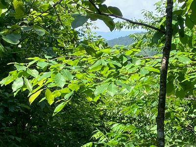 TRACT 5 Thompson Creek Ln, Mena, AR, 71953