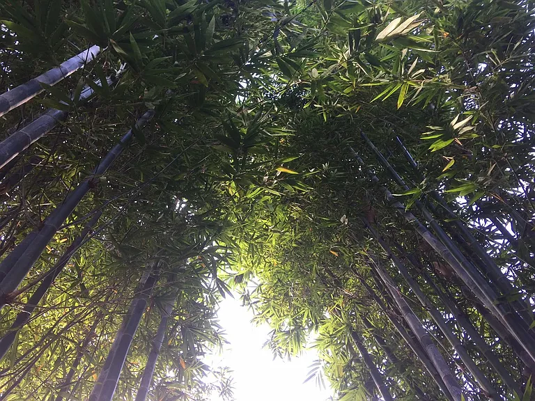 bamboo in rear patio area
