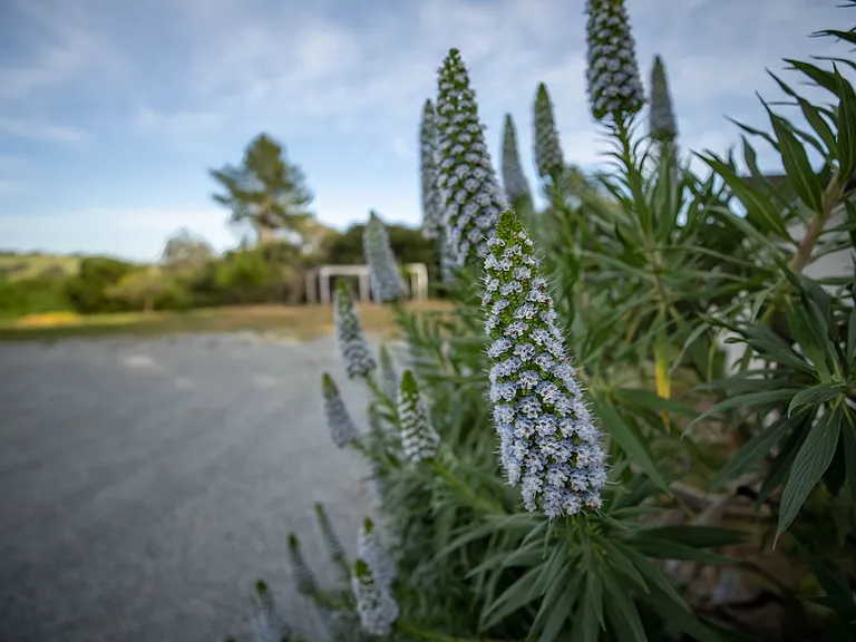 Lots of beautiful flowers dot the property.