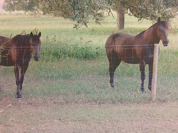 Pecan trees, pasture abound