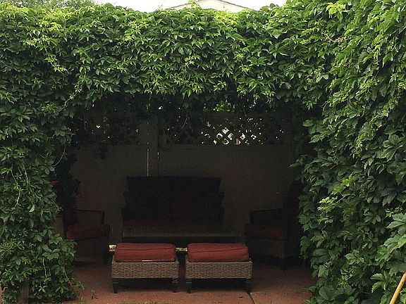 Vine covered pergola