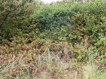 1st image of 415 Ocean Shores Blvd SW