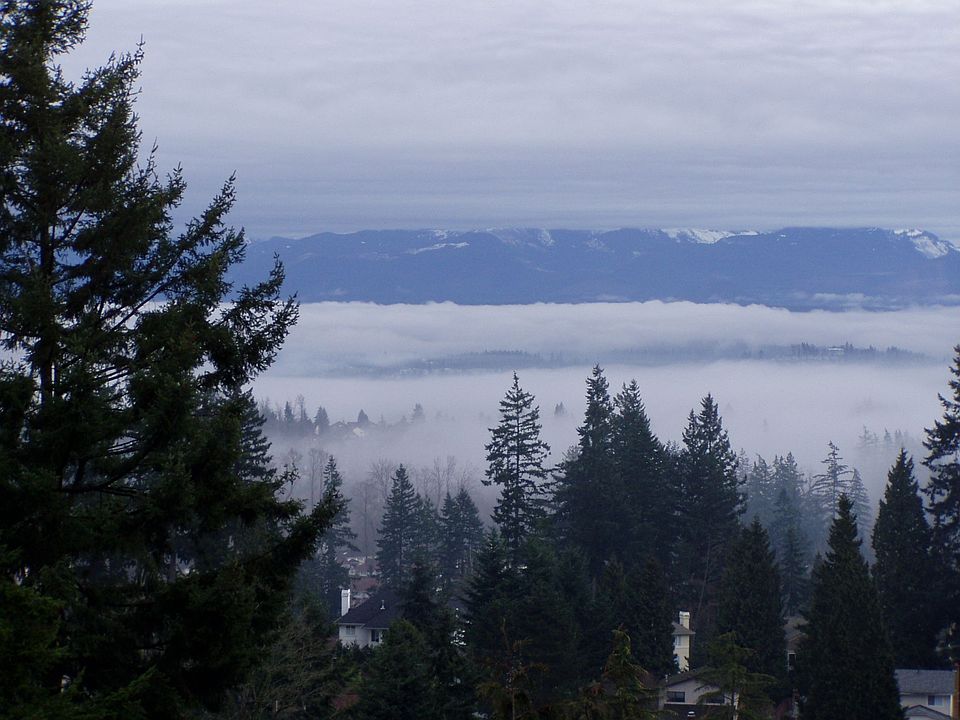 The View