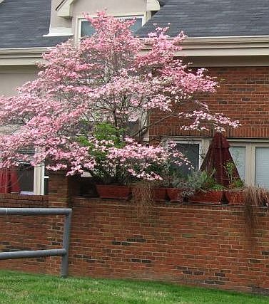 Pink Dogwood in Bloom