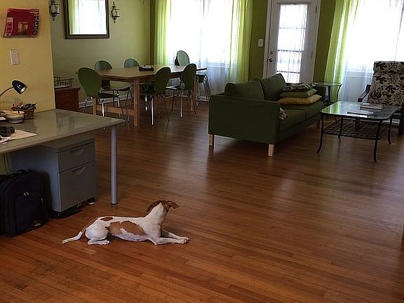 Dog(s) not included.