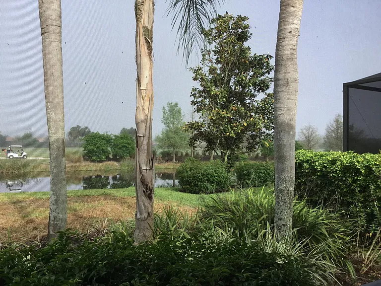 Our back yard