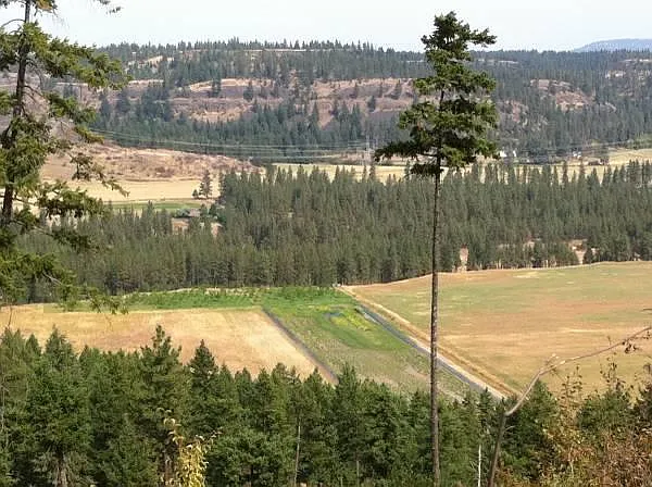 View of valley below house.