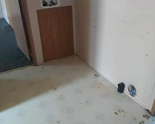 4th image of 503 Coleman Ave