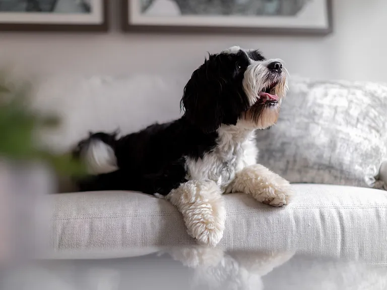 Experience the warmth and comfort of this pet-friendly living space, perfect for relaxation.