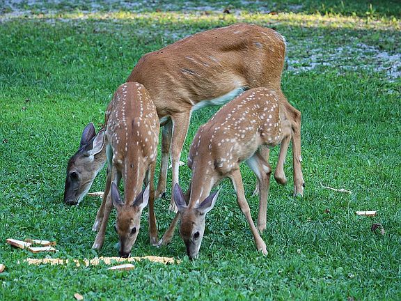 Moma and babies. 