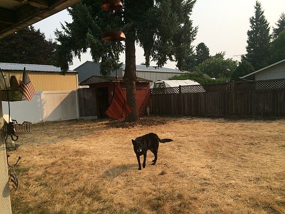 Only tree in back yard 