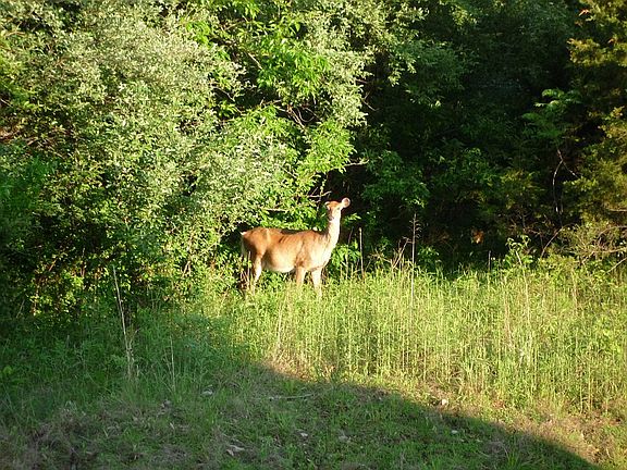 Wooded back yard