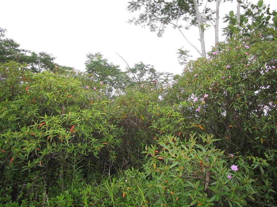 1st image of 5th Avenue Ekaha Lot 2440