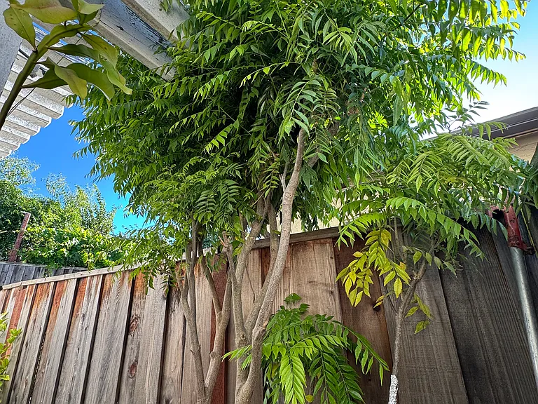 Curry leaf tree