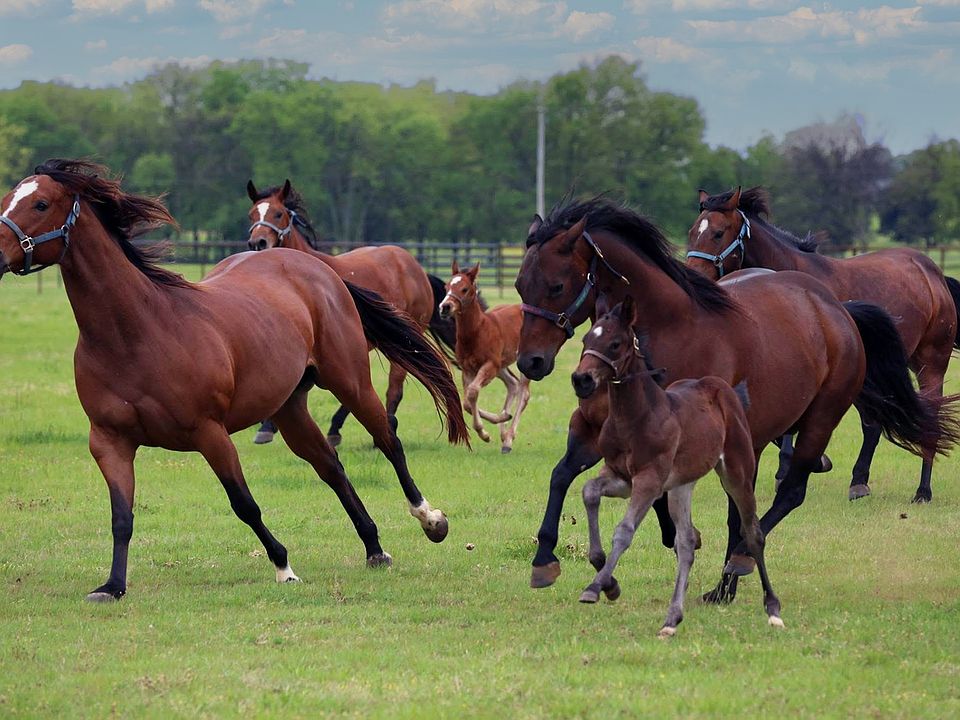 1st image of 10399 Zipper Rd